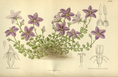 Campanula arvatica, Campanulaceae door J.N. Fitch